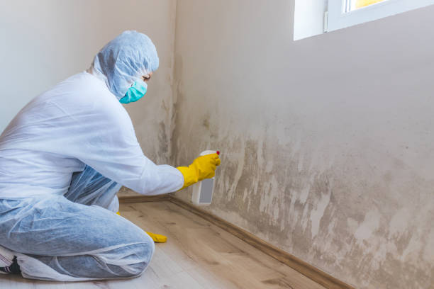 Licensed Black Mold Removal service in McBain, MI - WQB Mold Removal