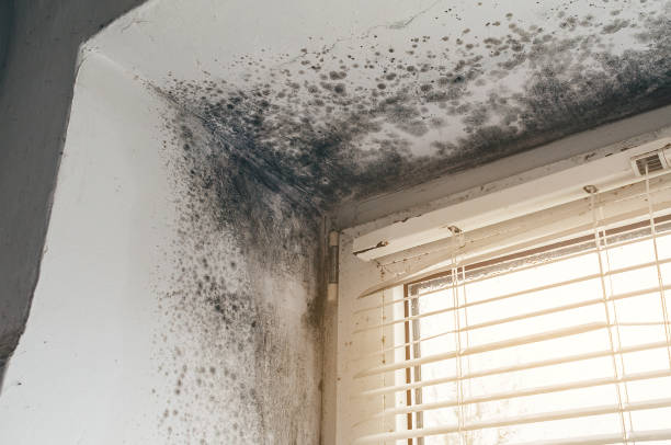 Affordable Black Mold Removal solutions in McBain, MI