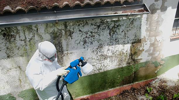Top rated local Black Mold Removal specialists in McBain, MI